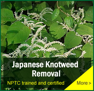 Japanese Knotweed Removal London, Kent, South East